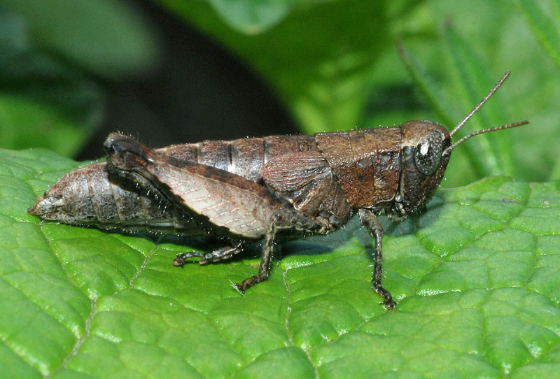 Pezotettix giornae, (Acrididae)